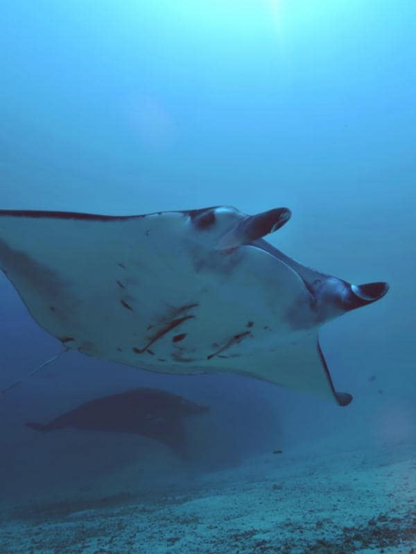 Manta Ray showing its belly for ID shot